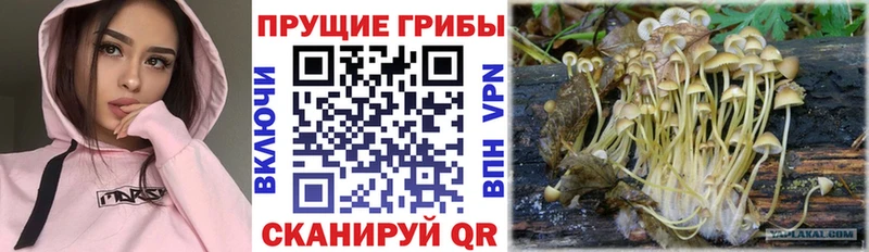 Галлюциногенные грибы GOLDEN TEACHER  Кинешма 
